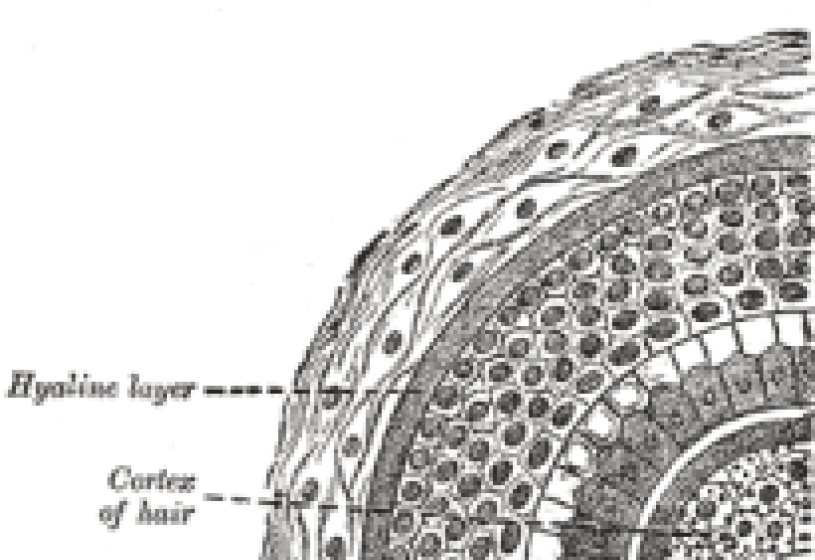 La struttura del capello vista da vicino